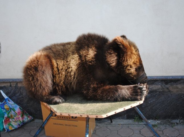 У центрі Мукачева лежить ведмідь (ФОТО)