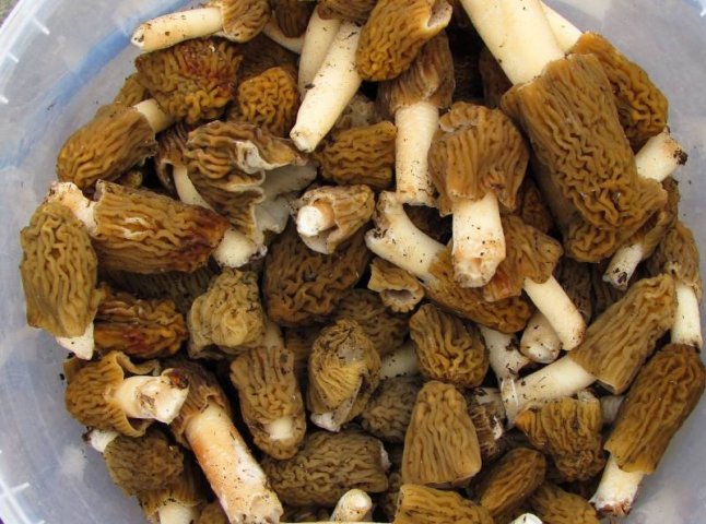 У Мукачеві на ринку вже продають перші у 2017 році свіжі гриби
