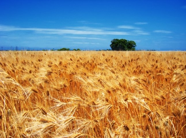 У Мукачівській РДА говорили про те, як повернути родючість грунтам