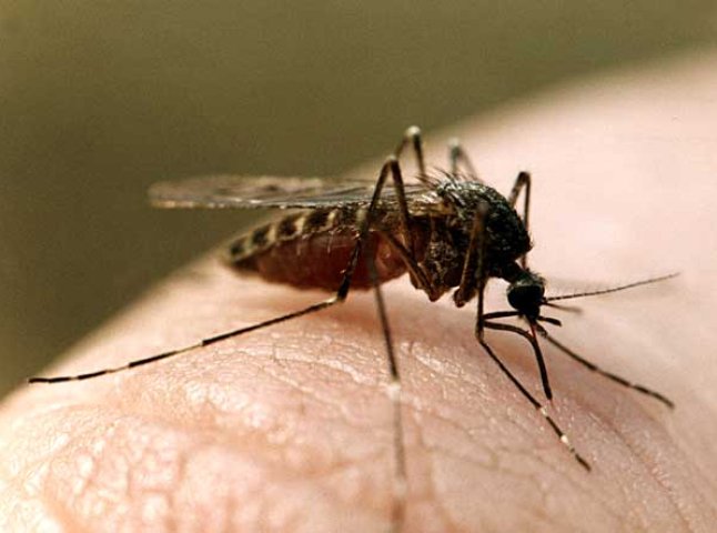 Нашестя комарів спостерігають жителі Мукачівського району