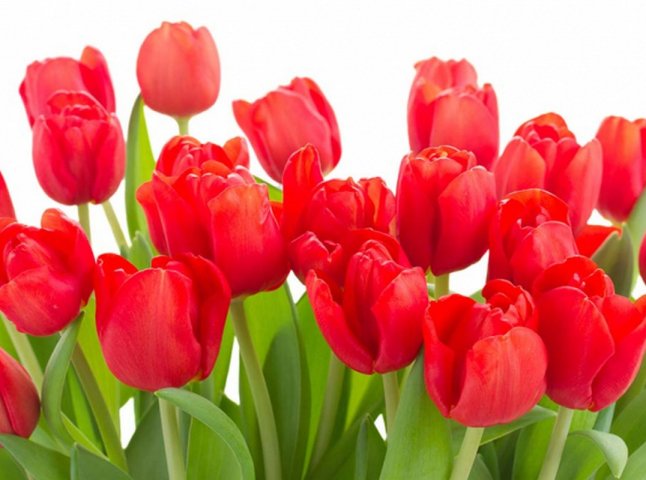 8 березня на Закарпатті прикордонники вручили квіти чоловікам, які хотіли втекти за кордон