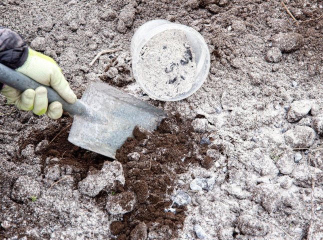 Ці 6 рослин обожнюють золу: пропорції підживлення для кожного Як підживлювати рослини золою
