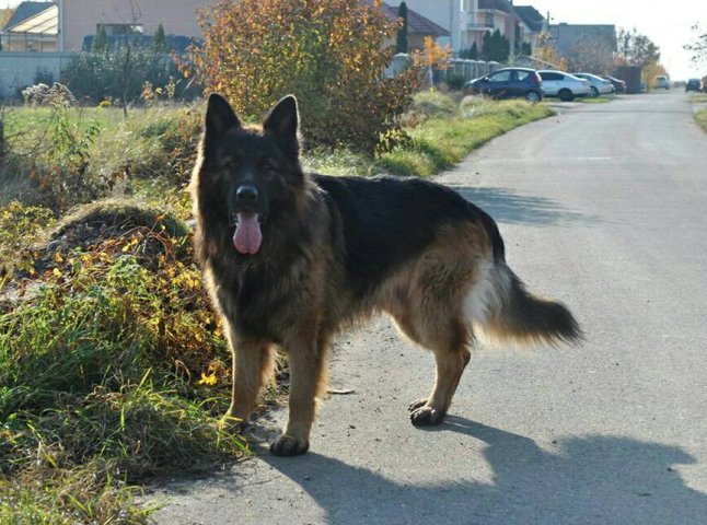 В Ужгороді вночі отруїли собаку, – соцмережі