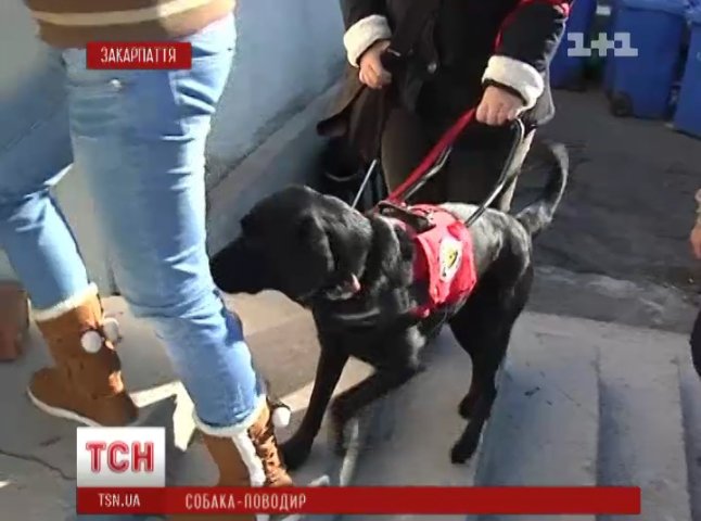 Перший в Україні центр для підготовки собак-поводирів відкриють в Ужгороді (ВІДЕО)