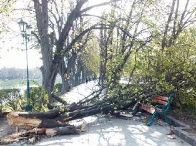 Біля приміщення Закарпатської ОДТРК впало дерево