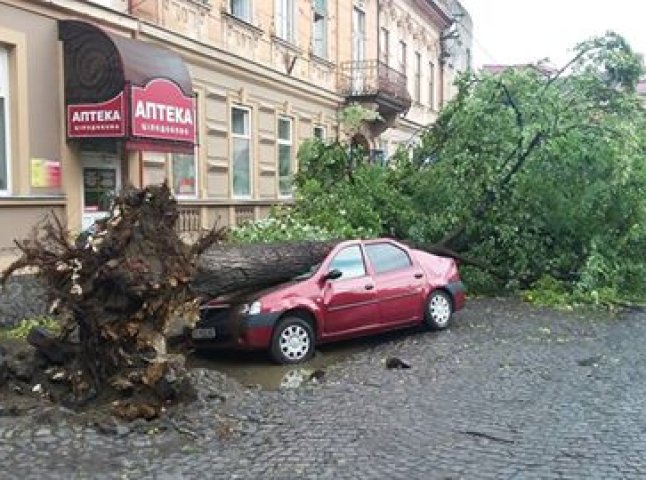 Буря в Ужгороді: дерева потрощили автомобілі 
