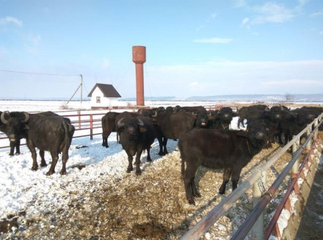 Унікальна ферма буйволів знаходиться на Виноградівщині