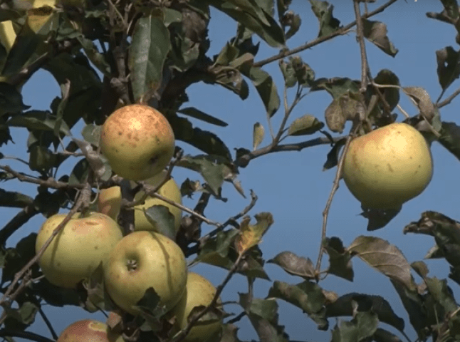 У селі на Ужгородщині всі охочі можуть назбирати собі яблук