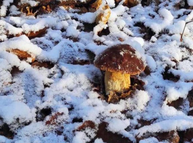 Закарпатці під снігом подекуди ще знаходять білі гриби