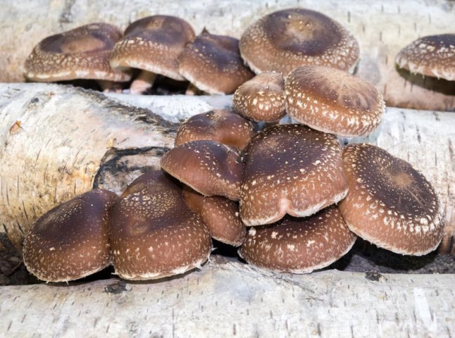 Десятки тонн екзотичних грибів вирощують на Закарпатті