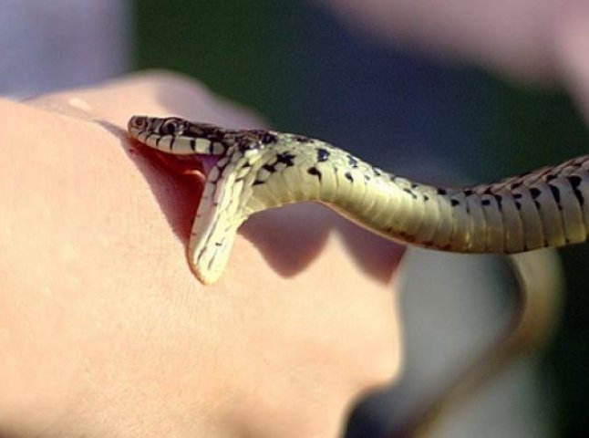 Медики стверджують, що на Закарпатті є сироватка від укусів змій