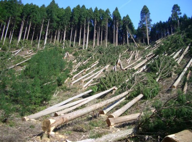 На Хустщині лісник самовільно вирубував ліс