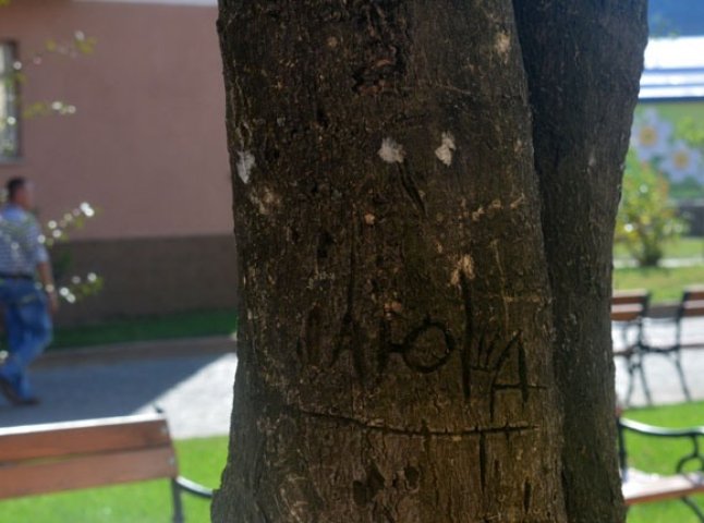У Хусті закохані завдають шкоди деревам, залишаючи на них "любовні послання"