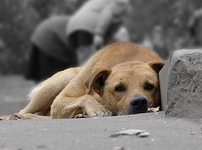 Чоловік звинувачує своїх сусідів у тому, що вони отруїли трьох його собак