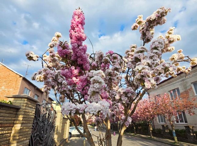 У Мукачеві зацвіла незвичайна сакура