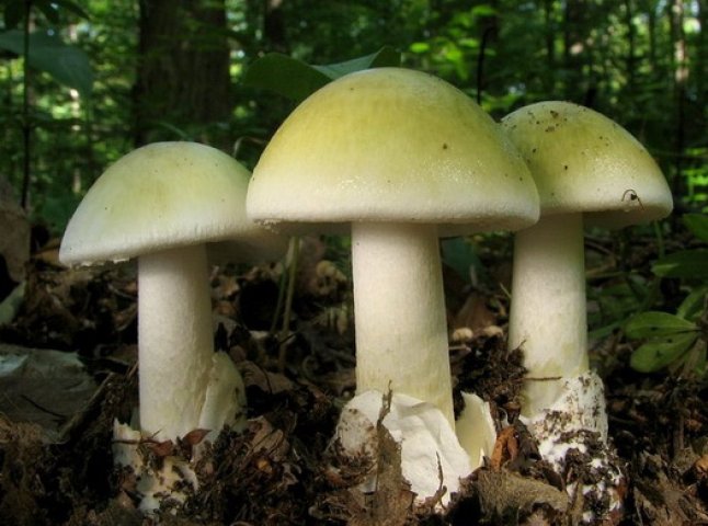 На Хустщині троє осіб отруїлись грибами