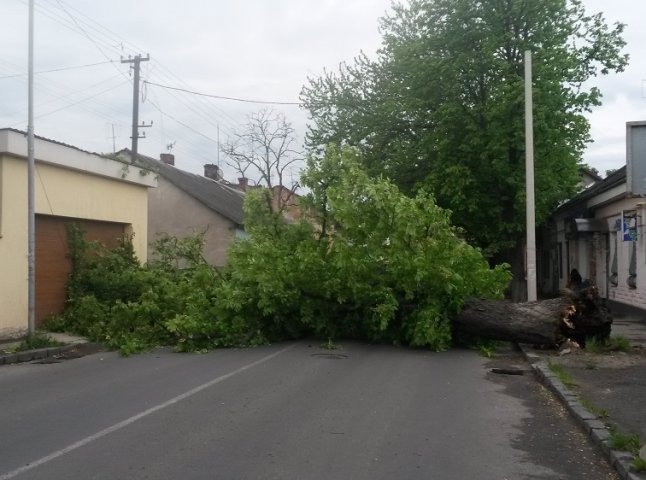 В Ужгороді на вулиці Другетів впало дерево (ФОТО)