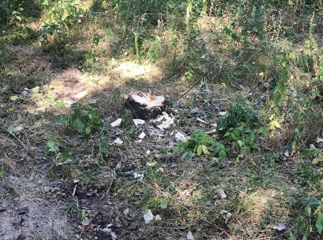 На Тячівщині зафіксували незаконну рубку лісу