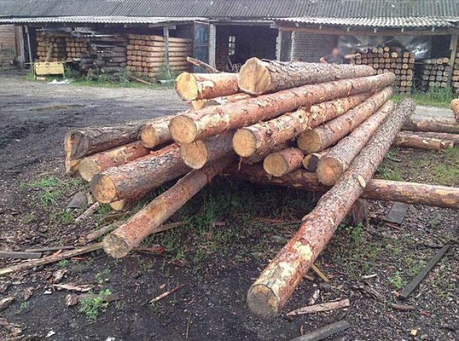 Прокуратура та СБУ викрили схему, за якою закарпатський посадовець "узаконював" нелегальну деревину