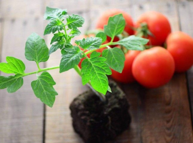 Коли сіяти помідори на розсаду: сприятливі дні у березні