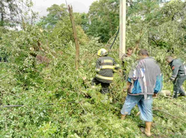Наслідки несприятливої погоди на Закарпатті: у Тячівському та Рахівському районах падали дерева 