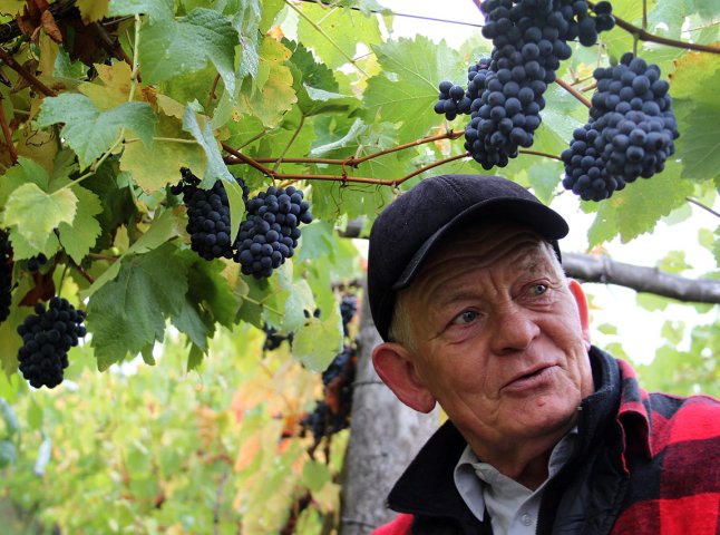 Відомий винороб думає над новим унікальним фестивалем вина у Закарпатті