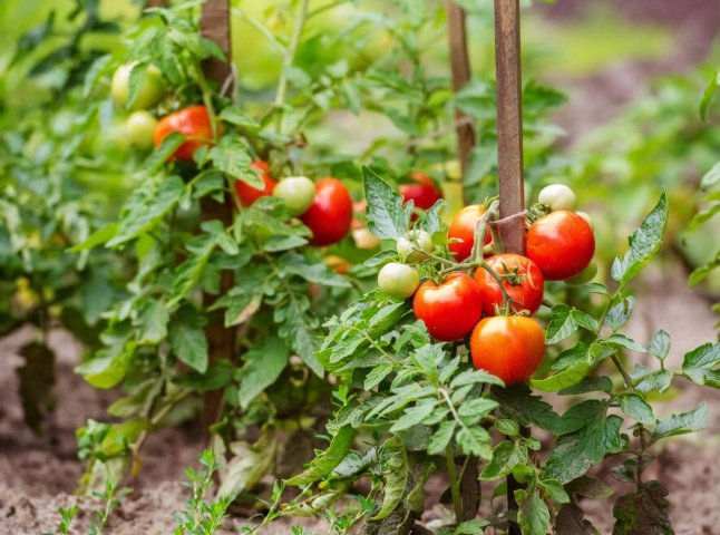 Чи потрібно поливати помідори кожен день, щоб мати гарний урожай