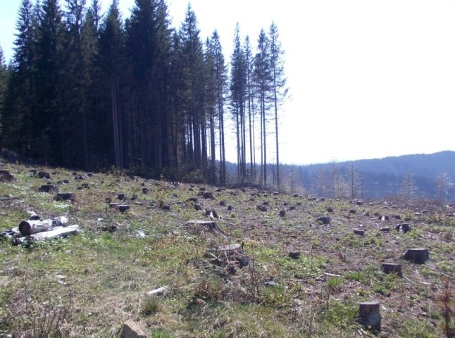 На Рахівщині виявлено незаконну вирубку лісу на майже півмільйона гривень