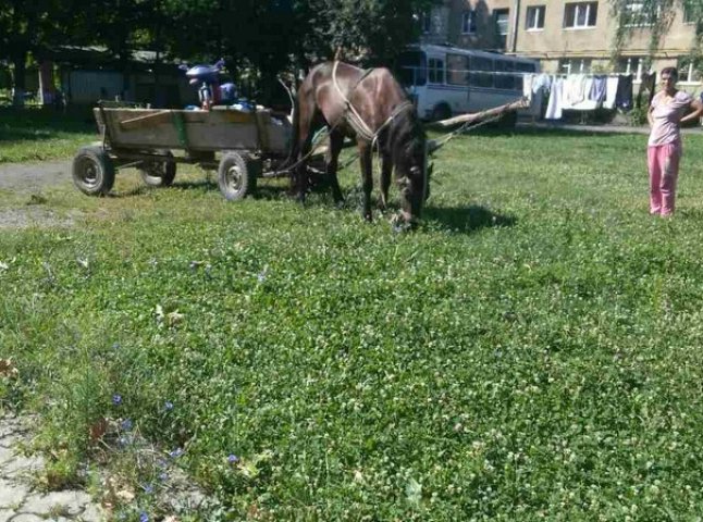 Муніципали штрафують мукачівців за випасання коней на зелених зонах