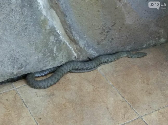 В Ужгороді у приватний будинок заповзла змія