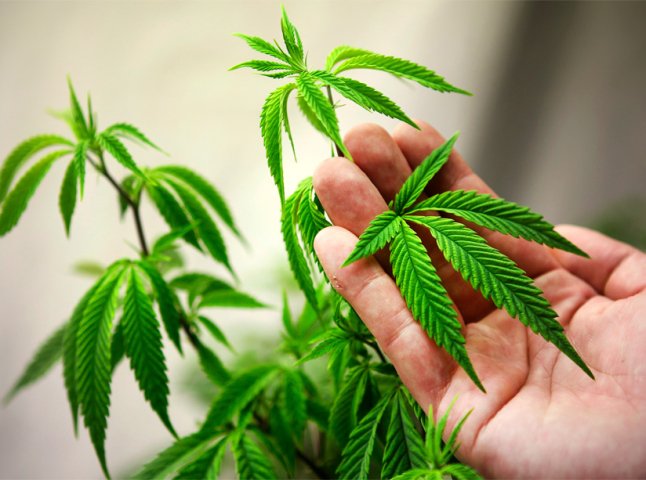 У Мукачеві двоє сусідів на присадибній ділянці вирощували марихуану