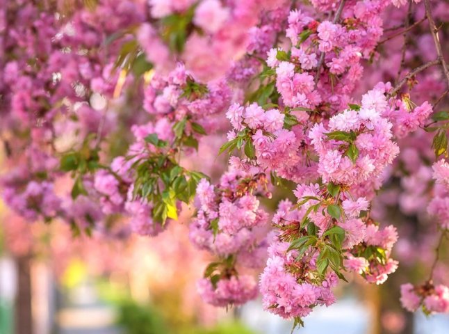 Квітковий календар: куди їхати на Закарпатті, щоб побачити цвітіння