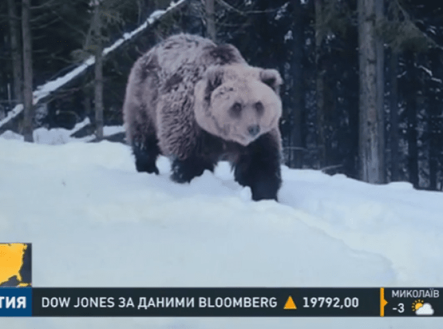 Бурий ведмідь напав у Карпатах на двох туристів