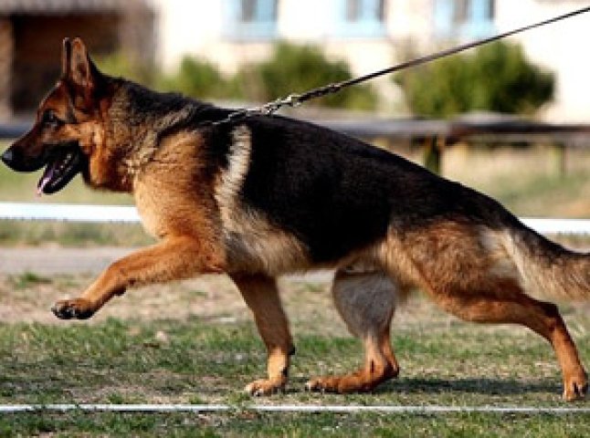Найкращу службову собаку визначали у Мукачеві на обласних змаганнях (ВІДЕО)