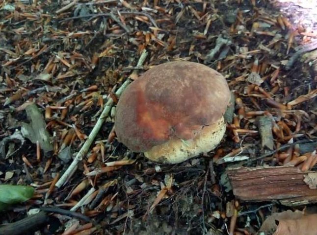 На Закарпатті з’явились перші у році білі гриби: відомо, в якому селі їх знайшли