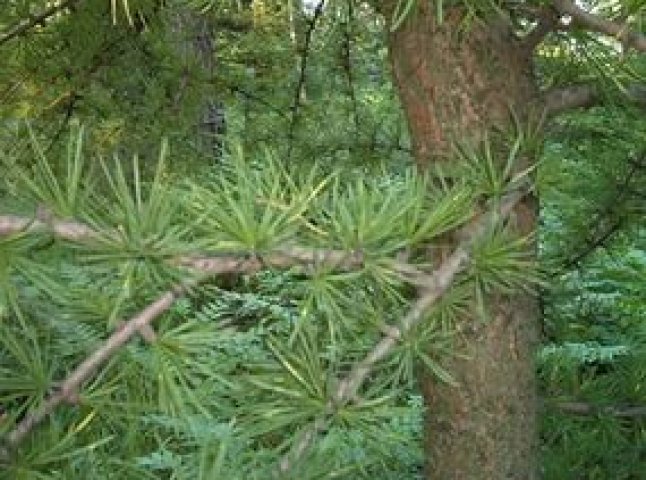 На Перечинщині під час обшуків виявили незаконно вирубану червонокнижну модрину