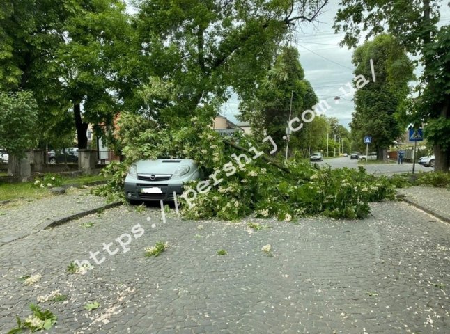 В Ужгороді через сильний вітер дерево впало на машину