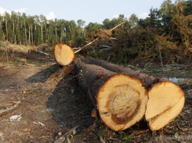 На Іршавщині правоохоронці виявили незаконну рубку лісу