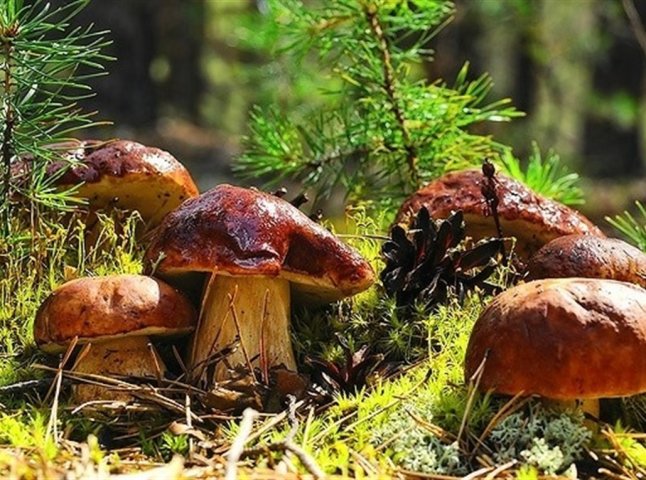 В Україні штрафуватимуть людей за збирання грибів та ягід у лісі: відома сума