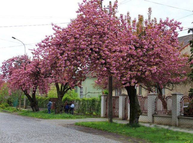 На вулиці Толстого у Мукачеві комунальники знищили дерева сакури (ФОТО)