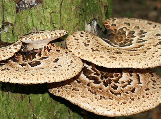 На Міжгірщині розпочався сезон "полювання" на "дерев’яні" гриби