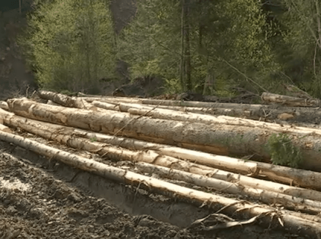 Українців шокували масштаби вирубки лісу у підніжжя Говерли