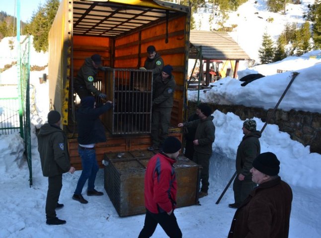 До реабілітаційного центру "Синевир" привезли 5 ведмедів: у одного з них зламана щелепа