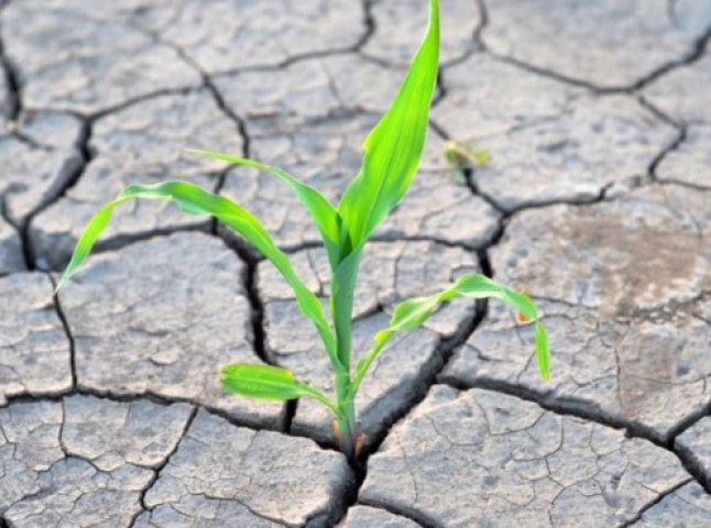 В Україні у 2021 році прогнозують сильну посуху