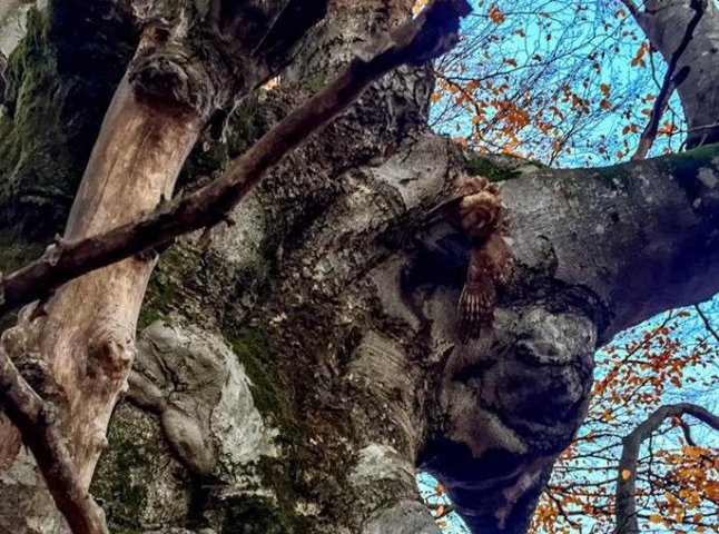 Містика? На місці із дивними деревами та камінням виявили вбиту і підвішену на ланцюг сову
