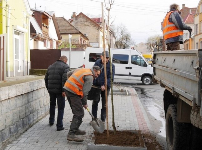 На одній з вулиць Ужгорода посадили дерева