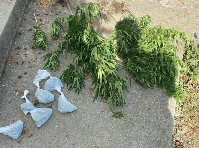 На Тячівщині поліцейські вилучили від жителя району марихуану