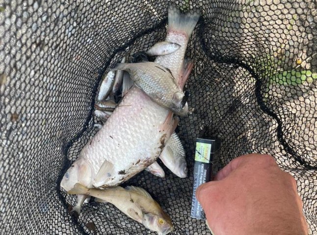 У річці на Мукачівщині екологічна інспекція виявила масову загибель риби
