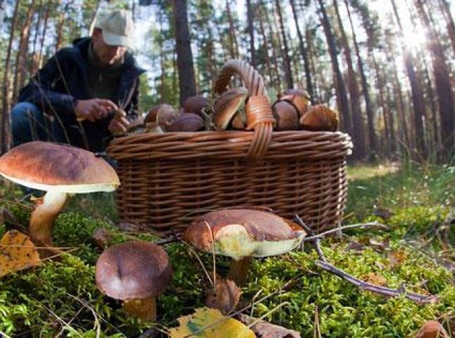 Знайшовся грибник, який вчора загубився в лісі поблизу Мукачева