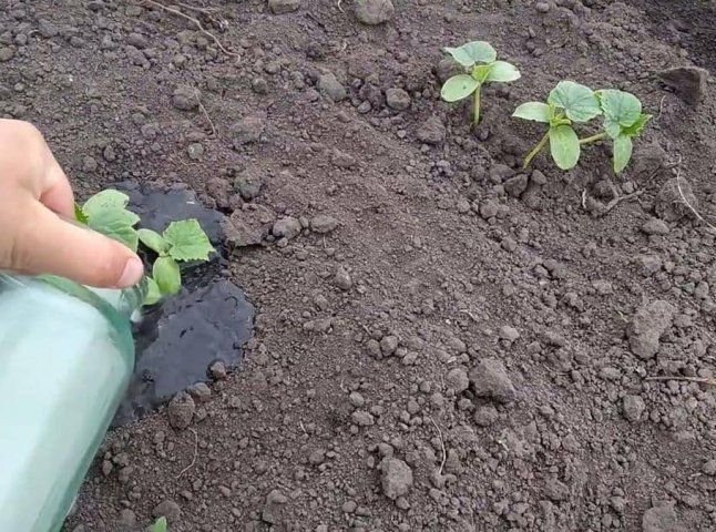 Потрібно поливати лише раз у тиждень: чим підживити розсаду для гарного урожаю Потрібно поливати лише раз у тиждень: чим підживити розсаду для гарного урожаю